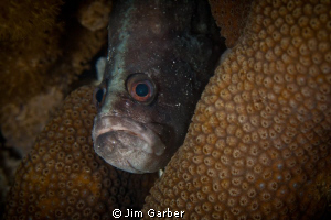 grumpy...soap fish by Jim Garber 